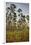 Pine Forest in Long Pine Area of Everglades NP-Terry Eggers-Framed Photographic Print