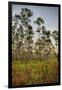 Pine Forest in Long Pine Area of Everglades NP-Terry Eggers-Framed Photographic Print