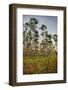 Pine Forest in Long Pine Area of Everglades NP-Terry Eggers-Framed Photographic Print