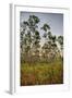 Pine Forest in Long Pine Area of Everglades NP-Terry Eggers-Framed Photographic Print