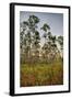 Pine Forest in Long Pine Area of Everglades NP-Terry Eggers-Framed Photographic Print