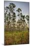 Pine Forest in Long Pine Area of Everglades NP-Terry Eggers-Mounted Photographic Print