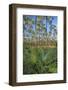 Pine Forest in Long Pine Area of Everglades NP-Terry Eggers-Framed Photographic Print