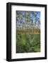 Pine Forest in Long Pine Area of Everglades NP-Terry Eggers-Framed Photographic Print