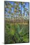 Pine Forest in Long Pine Area of Everglades NP-Terry Eggers-Mounted Photographic Print