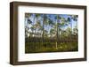 Pine Forest in Long Pine Area of Everglades NP-Terry Eggers-Framed Photographic Print