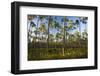 Pine Forest in Long Pine Area of Everglades NP-Terry Eggers-Framed Photographic Print