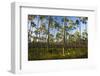 Pine Forest in Long Pine Area of Everglades NP-Terry Eggers-Framed Photographic Print