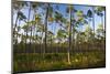 Pine Forest in Long Pine Area of Everglades NP-Terry Eggers-Mounted Photographic Print