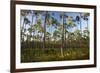 Pine Forest in Long Pine Area of Everglades NP-Terry Eggers-Framed Photographic Print