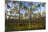 Pine Forest in Long Pine Area of Everglades NP-Terry Eggers-Mounted Photographic Print