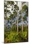 Pine Forest in Long Pine Area of Everglades NP-Terry Eggers-Mounted Photographic Print