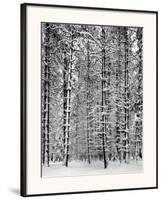 Pine Forest in Snow, Yosemite National Park, 1932-Ansel Adams-Framed Art Print