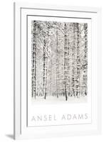 Pine Forest in the Snow, Yosemite National Park-Ansel Adams-Framed Art Print