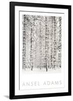 Pine Forest in the Snow, Yosemite National Park-Ansel Adams-Framed Art Print