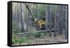 Pine Forest Logging-Gary Carter-Framed Stretched Canvas