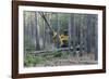 Pine Forest Logging-Gary Carter-Framed Photographic Print