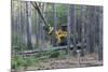 Pine Forest Logging-Gary Carter-Mounted Photographic Print