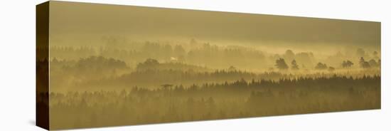 Pine Forest on Misty Autumn Morning, Rothiemurchus Forest, Cairngorms National Park, Scotland-Mark Hamblin-Stretched Canvas