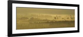 Pine Forest on Misty Autumn Morning, Rothiemurchus Forest, Cairngorms National Park, Scotland-Mark Hamblin-Framed Photographic Print