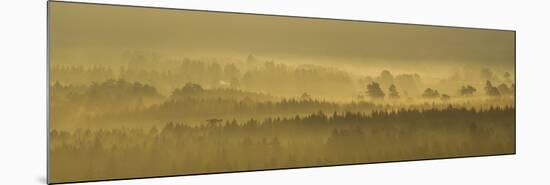 Pine Forest on Misty Autumn Morning, Rothiemurchus Forest, Cairngorms National Park, Scotland-Mark Hamblin-Mounted Photographic Print