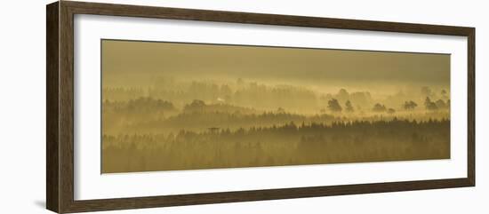 Pine Forest on Misty Autumn Morning, Rothiemurchus Forest, Cairngorms National Park, Scotland-Mark Hamblin-Framed Photographic Print