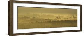 Pine Forest on Misty Autumn Morning, Rothiemurchus Forest, Cairngorms National Park, Scotland-Mark Hamblin-Framed Photographic Print