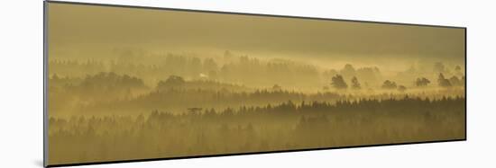 Pine Forest on Misty Autumn Morning, Rothiemurchus Forest, Cairngorms National Park, Scotland-Mark Hamblin-Mounted Photographic Print