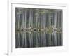 Pine Forest Reflections on Flat Calm Lochan, Cairngorms National Park, Scotland-Pete Cairns-Framed Photographic Print