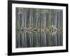 Pine Forest Reflections on Flat Calm Lochan, Cairngorms National Park, Scotland-Pete Cairns-Framed Photographic Print