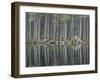 Pine Forest Reflections on Flat Calm Lochan, Cairngorms National Park, Scotland-Pete Cairns-Framed Photographic Print