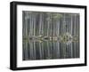 Pine Forest Reflections on Flat Calm Lochan, Cairngorms National Park, Scotland-Pete Cairns-Framed Photographic Print