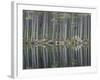 Pine Forest Reflections on Flat Calm Lochan, Cairngorms National Park, Scotland-Pete Cairns-Framed Photographic Print