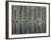 Pine Forest Reflections on Flat Calm Lochan, Cairngorms National Park, Scotland-Pete Cairns-Framed Photographic Print