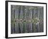 Pine Forest Reflections on Flat Calm Lochan, Cairngorms National Park, Scotland-Pete Cairns-Framed Photographic Print