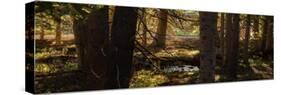 Pine Forest Rocky Mtns Colorado-Steve Gadomski-Stretched Canvas