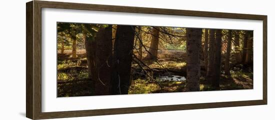 Pine Forest Rocky Mtns Colorado-Steve Gadomski-Framed Photographic Print