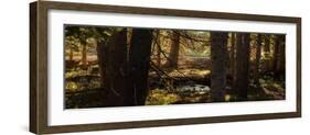 Pine Forest Rocky Mtns Colorado-Steve Gadomski-Framed Photographic Print