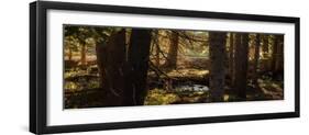 Pine Forest Rocky Mtns Colorado-Steve Gadomski-Framed Photographic Print