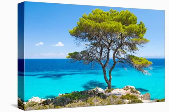 Pine Forest Tree by the Sea in Halkidiki, Greece-mazzzur-Stretched Canvas