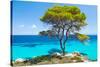 Pine Forest Tree by the Sea in Halkidiki, Greece-mazzzur-Stretched Canvas