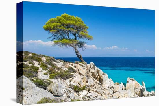 Pine Forest Tree by the Sea in Halkidiki, Greece-mazzzur-Stretched Canvas