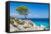 Pine Forest Tree by the Sea in Halkidiki, Greece-mazzzur-Framed Stretched Canvas