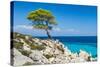 Pine Forest Tree by the Sea in Halkidiki, Greece-mazzzur-Stretched Canvas