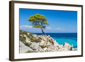 Pine Forest Tree by the Sea in Halkidiki, Greece-mazzzur-Framed Photographic Print