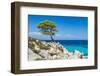 Pine Forest Tree by the Sea in Halkidiki, Greece-mazzzur-Framed Photographic Print