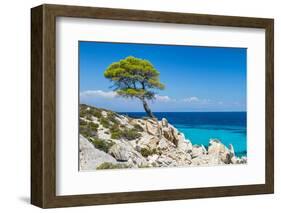 Pine Forest Tree by the Sea in Halkidiki, Greece-mazzzur-Framed Photographic Print