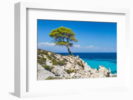 Pine Forest Tree by the Sea in Halkidiki, Greece-mazzzur-Framed Photographic Print