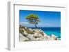 Pine Forest Tree by the Sea in Halkidiki, Greece-mazzzur-Framed Photographic Print