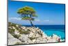 Pine Forest Tree by the Sea in Halkidiki, Greece-mazzzur-Mounted Photographic Print